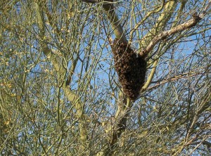 Bee Swarm Removal in Tempe