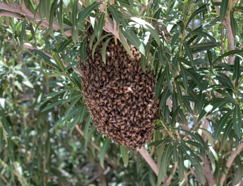 Bee Removal Phoenix | Save the Bees