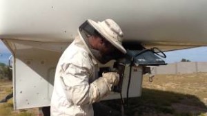 Bee hive removal tempe