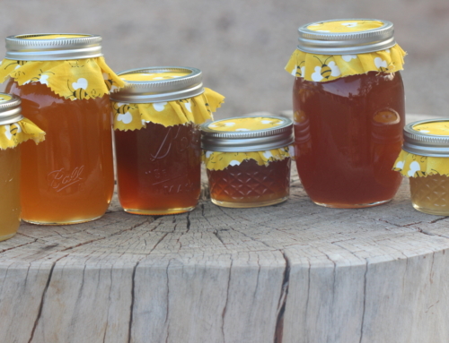 What is the Difference Between Our Dark Honey and Light Honey?